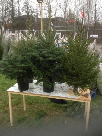 Barngran o Pottegranar